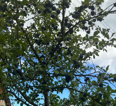 IMG_0226.jpeg