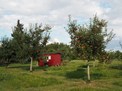 Obstwiese 13.9.25 ue.JPG
