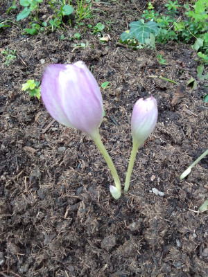 Colchicum cilicicum