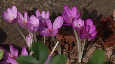 IMG_1854CcP.jpg