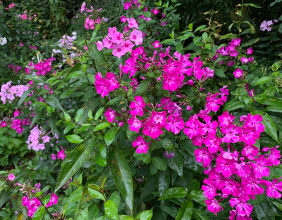 IMG_4277.jpeg