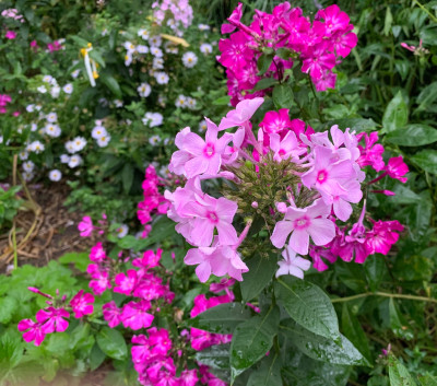 IMG_4280.jpeg