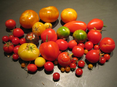 tomaten_nov_20_1247.jpg