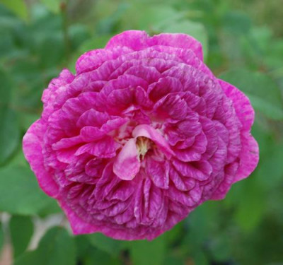 Ruths_German_Rose_0015__24644.jpg