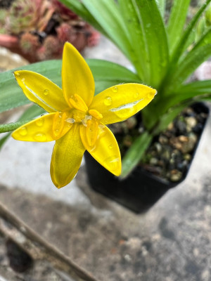 Hypoxis longifolia