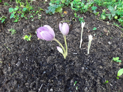 Colchicum cilicicum