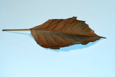 totes_blatt.jpg