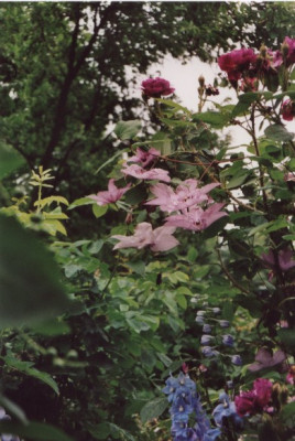 Hagley__Hybrid_mit_William_Lobb.jpg