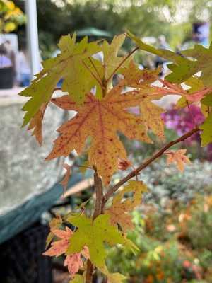 IMG_1507.jpeg