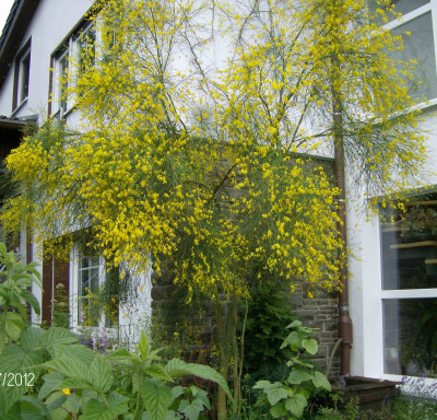 genista aethnesis 010712.jpg