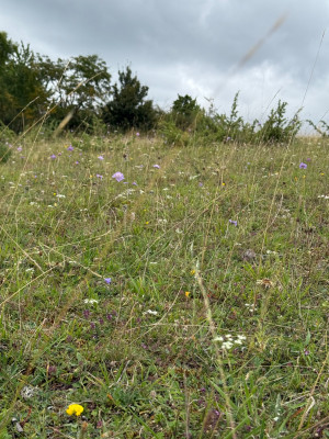 Spiranthes zusammen mit Taubenskabiose und Co