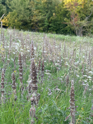 Stachys Germanica