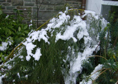 genista aethnensis im Schnee.jpg