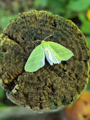 20250916_123739 Bena bicolorana.jpg
