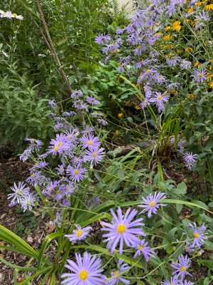 IMG_7777.jpeg