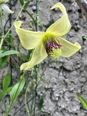 Clematis Sundance