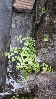 IMG-20250916-WA0001.jpg