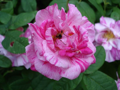 Rosa_Mundi2.JPG