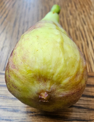 Salato Herbstfeige aussen2.jpg