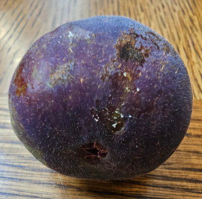 Takoma Violet Herbstfeige aussen2.jpg