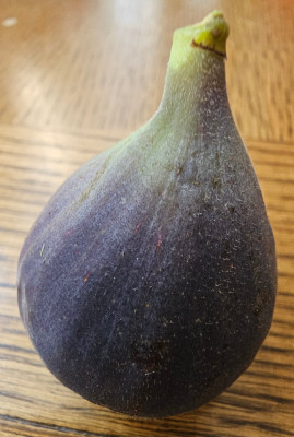 Takoma Violet Herbstfeige aussen1.jpg
