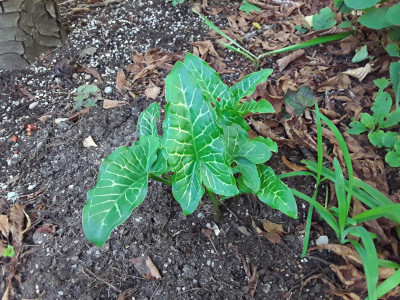 Arum italicum