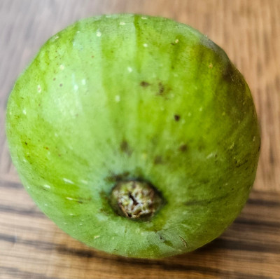 Oberer Weg Herbstfeige aussen2.jpg