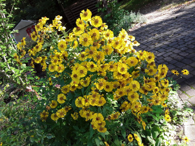 Die Sonnenbraut