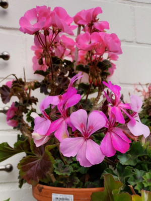 Pelargonien