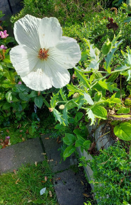 Stachelmohn, vom Winde zersaust