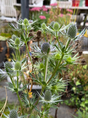 Eryngium Magical Blue Falls