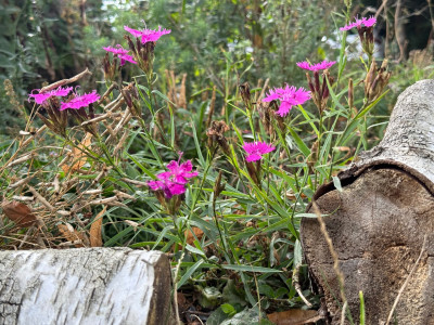 Dianthus seguieri (Busch-Nelke)