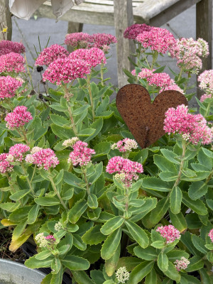Hylotelephium &quot;Herbstfreude&quot;