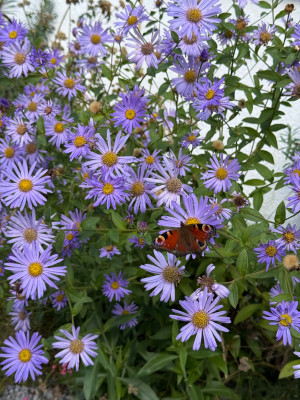 Aster Frikartii &quot;Mönch&quot;