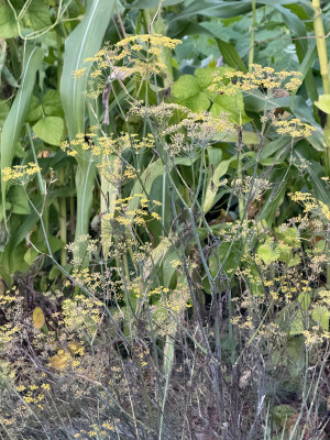 Bronze-Fenchel
