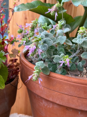 Oregano dictamnus