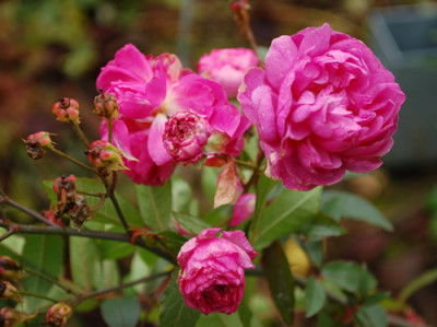 Excelenz_von_Schubert__0010__1505.jpg