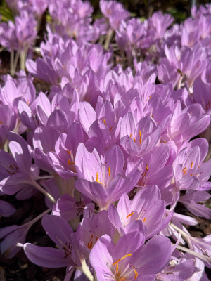 Colchicum