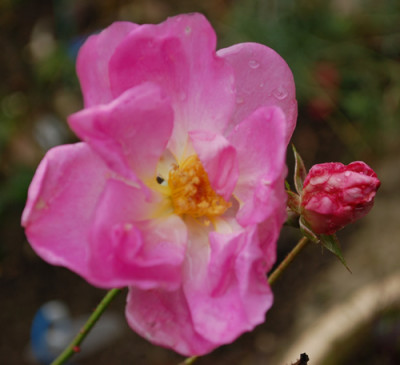 Escapade_0010__1513.jpg