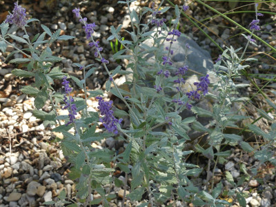 Perovskia Silvery Blue