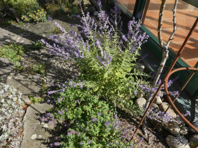 Perovskia Lacey Blue, bleibt so niedrig