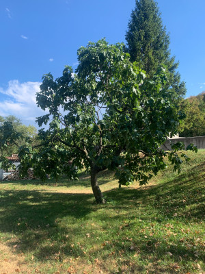 Baum vor dem Friedhof in Bordano (UD)