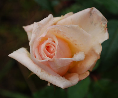 Ophelia_0010___1507.jpg