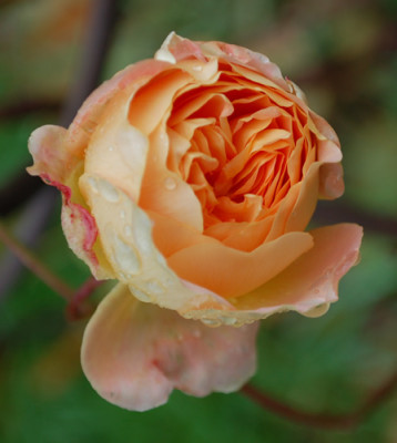 Crown_Princess_Margareth_0010___1537.jpg