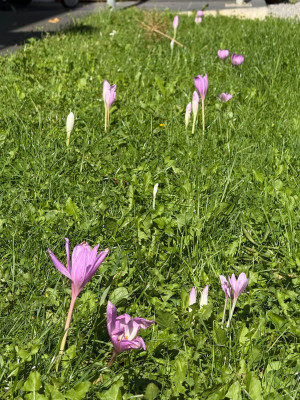 IMG_1881.jpeg