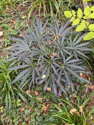 IMG_2167.jpeg (1.21 MiB) 701 mal betrachtet H. Foetidus Sopron