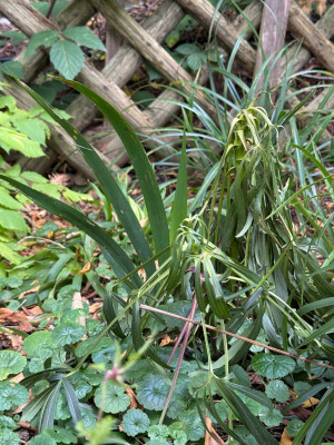 Iris foetidissima Ersatzpflanzung