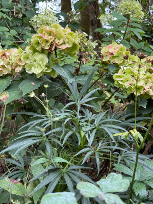 IMG_2165.jpeg (1.03 MiB) 701 mal betrachtet H. Foetidus