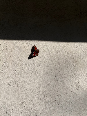 Tagpfauenauge an Hauswand