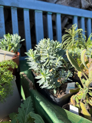 E. Rigida